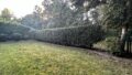 Garten hinten